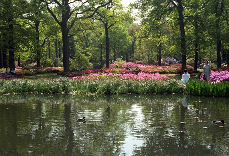 green trees, azaleas, water