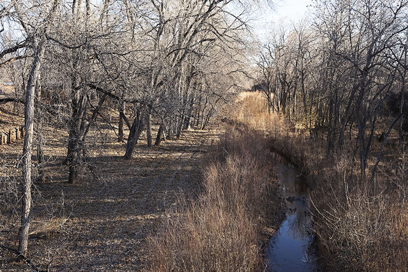tall trees, stream, wintery