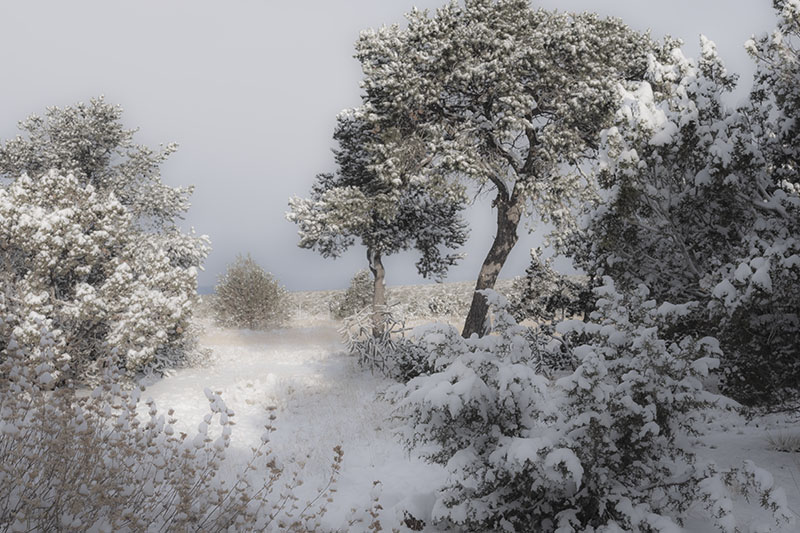 snow and trees