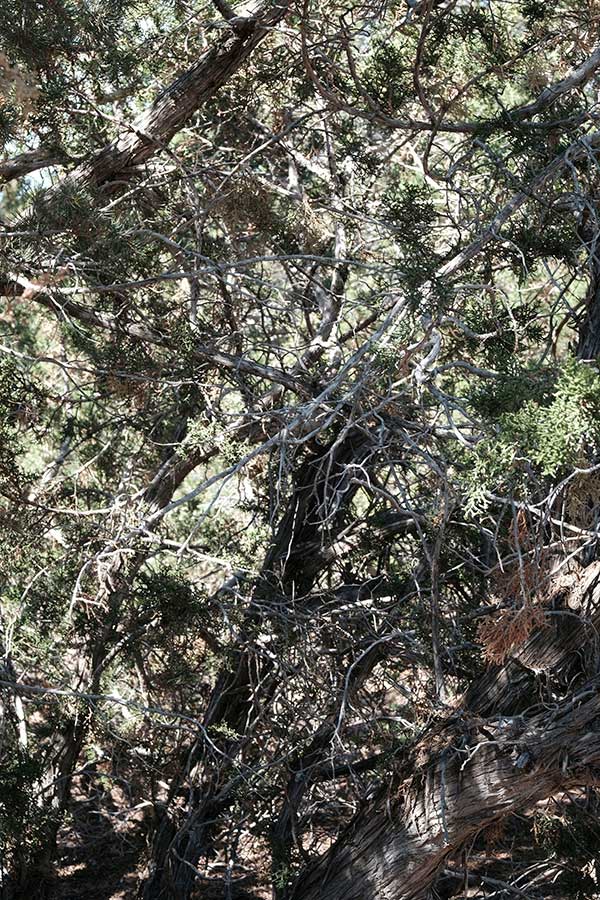 tangle of small juniper tree branches
